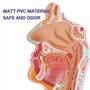 Benefischl Modèle anatomique du pharynx humain pour étudiants, études