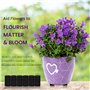 BELLE VOUS Pied Pot de Fleur Invisible (Lot de 50) - Pied Caoutchouc Noir pour Surélever Les Plantes - Tampon Auto-Adhésif pour 