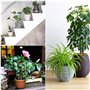 BELLE VOUS Pied Pot de Fleur Invisible (Lot de 50) - Pied Caoutchouc Noir pour Surélever Les Plantes - Tampon Auto-Adhésif pour 