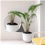 35 kg Galets Noirs Décoratifs - 2
