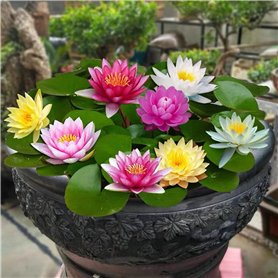 100 graines de fleur de lotus