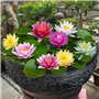100 graines de fleur de lotus