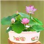 graines de lotus en bol de bonsaï de couleurs mélangées