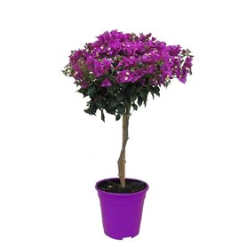 Plant in a Box - Bougainvillea 'Alexandra' - Bougainvillée sur tige - Fleurs violettes - Plante de jardin - Pot 17cm - Hauteur 5