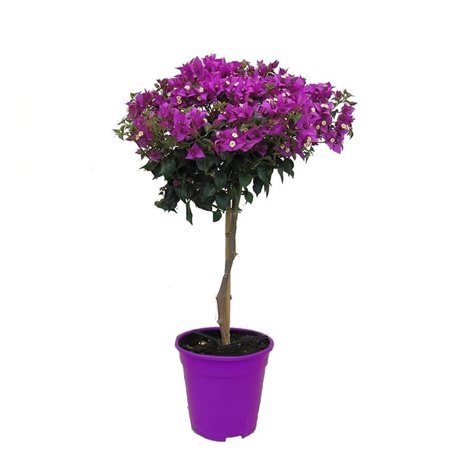 Plant in a Box - Bougainvillea 'Alexandra' - Bougainvillée sur tige - Fleurs violettes - Plante de jardin - Pot 17cm - Hauteur 5