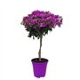 Plant in a Box - Bougainvillea 'Alexandra' - Bougainvillée sur tige - Fleurs violettes - Plante de jardin - Pot 17cm - Hauteur 5