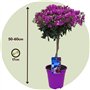 Plant in a Box - Bougainvillea 'Alexandra' - Bougainvillée sur tige - Fleurs violettes - Plante de jardin - Pot 17cm - Hauteur 5