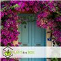 Plant in a Box - Bougainvillea 'Alexandra' - Bougainvillée sur tige - Fleurs violettes - Plante de jardin - Pot 17cm - Hauteur 5
