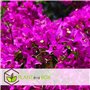 Plant in a Box - Bougainvillea 'Alexandra' - Bougainvillée sur tige - Fleurs violettes - Plante de jardin - Pot 17cm - Hauteur 5