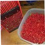 Outil de cueillette de myrtille au grondererie de fruits avec peigne métallique pour huckleberries, outil de cueillette de baies