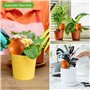 RAZURE Pack de 4 Pointes Auto-arrosantes en Terre Cuite, Pieux D'arrosage des Plantes, Pieux D'autoarrosage Décoratifs de 430ml,