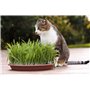 Croissance Rapide pour Un Chat Heureux