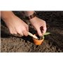 Fallen Fruits Mini plantoir