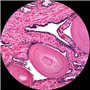 AmScope MU130 1.3MP USB2 Microscope Digital Camera + Editing & Measuring Software, Compatible with Windows XP/Vista/7/8 and Mac 