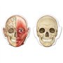 Learning Resources Corps Humain aimanté Double Face