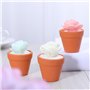 Plantes Grasses. Parfaits pour Le Jardinage