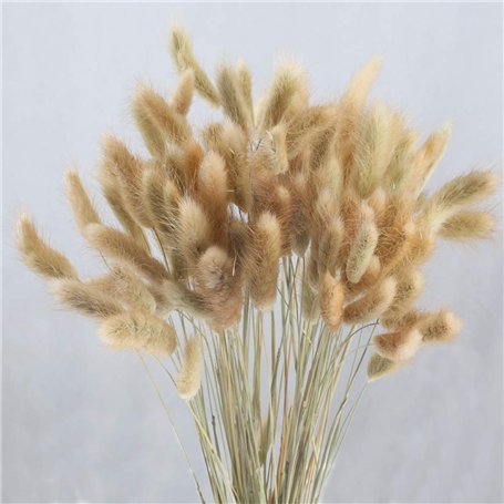 HUAESIN 100 Pcs Queue de Lapin Fleur Séchée Naturelles Plante Artificielle Bouquet Herbe Sèches D'Herbes de Lapin Florales Arran