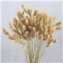 HUAESIN 100 Pcs Queue de Lapin Fleur Séchée Naturelles Plante Artificielle Bouquet Herbe Sèches D'Herbes de Lapin Florales Arran