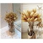 HUAESIN 100 Pcs Queue de Lapin Fleur Séchée Naturelles Plante Artificielle Bouquet Herbe Sèches D'Herbes de Lapin Florales Arran