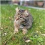 TECHNEE Médaillon identification radiofréquence anti-perte animal (Lot de 1)