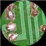 3.5 x -45 x microscope trinoculaire Dissecting Zoom microscope stéréo avec 144-led 4 zones lumière