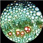 AmScope - Microscope monoculaire composé, grossissement 40X-1000X, oculaires WF10X et WF25X, éclairage LED, champ lumineux, cond