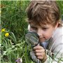 insectes