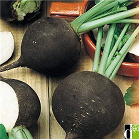 Risitar Graines - 100pcs Rare Radis noir gros rond d'hiver savoureuse
