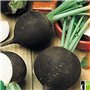 Risitar Graines - 100pcs Rare Radis noir gros rond d'hiver savoureuse