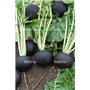Risitar Graines - 100pcs Rare Radis noir gros rond d'hiver savoureuse, Graines de légumes résistante au froid