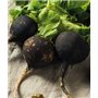 Risitar Graines - 100pcs Rare Radis noir gros rond d'hiver savoureuse, Graines de légumes résistante au froid