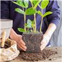 4 Pièces Panier de Protection des Racines des Plantes en Acier Inoxydable 35 x 35cm Sacs en Maille Métallique Anti-Campagnol Pan