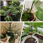 SHUOHONG 20 Pièces Tuteur pour Plante Tuteur Tomate, 30 Pièces Clips de Support pour Plantes, Treillis Plante Grimpante Exterieu