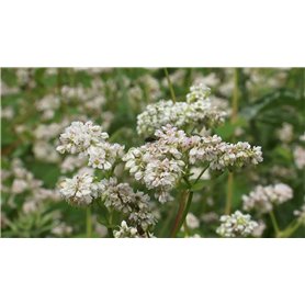 Graines de sarrasin - Fagopyrum esculentum - 50 + graines
