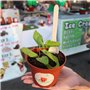 iPobie 100 Pièce Couverts en Bois Jetables, Ustensiles Biodégradables écologiques pour fête, Anniversaire, Camping, Pique-Nique