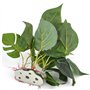 Jzhen Plante d'aquarium Artificielle de 20 cm, DéCoration Accueil Doux Plantes