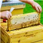 KINGLAKE Outil de Grattoir pour l'Apiculture, Grattoir de Ruche en Acier Inoxydable,Fournitures et Equipements pour l'Apiculture