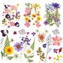 NVIYAM 66Pcs Fleurs Sechees Naturelles Vraies Fleurs Pressées Séchées Ensemble de Fleurs Séchées Pressées Naturelles Bricolage M