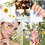 NVIYAM 66Pcs Fleurs Sechees Naturelles Vraies Fleurs Pressées Séchées Ensemble de Fleurs Séchées Pressées Naturelles Bricolage M