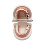 Youya - Modèle de dents de caries dentaires standard - Outil d'étude pour les maladies des adultes - Modèle standard - Pour appr