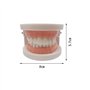 Youya - Modèle de dents de caries dentaires standard - Outil d'étude pour les maladies des adultes - Modèle standard - Pour appr