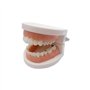 Youya - Modèle de dents de caries dentaires standard - Outil d'étude pour les maladies des adultes - Modèle standard - Pour appr