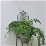 Crochets de Plafond pour Plantes suspendues, 2 Crochets de Suspension Robustes avec vis, Support Mural en métal 2 Crochets de Pl