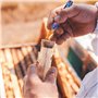 Jlobnyiun Kit de marquage des abeilles – Marqueur de reine des abeilles, kit d'élevage | Kit de marqueurs de peinture à base d'e
