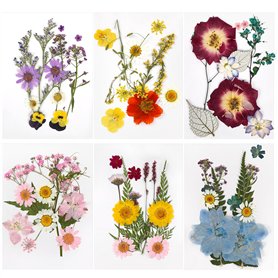Fleurs Séchées