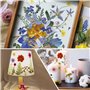 Fleurs Séchées, 72 Pièce Fleurs Séchées Naturelles, DIY Fleur Sechees Naturel , Vraies Fleurs Pressées Séchée, pour Bricolage Ré
