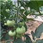BOBOZHONG Crochet pour Tomate