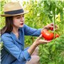 BOBOZHONG Crochet pour Tomate,100Pcs Crochets en J pour tomates et légumes,Serre Crochet pour Tomate Pinces Végétales de Support