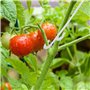 BOBOZHONG Crochet pour Tomate,100Pcs Crochets en J pour tomates et légumes,Serre Crochet pour Tomate Pinces Végétales de Support