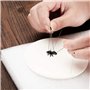 feedal Lot de 500 épingles à insectes vintage en acier inoxydable pour collecteurs de papillons pour l'école et laboratoire, 5 t